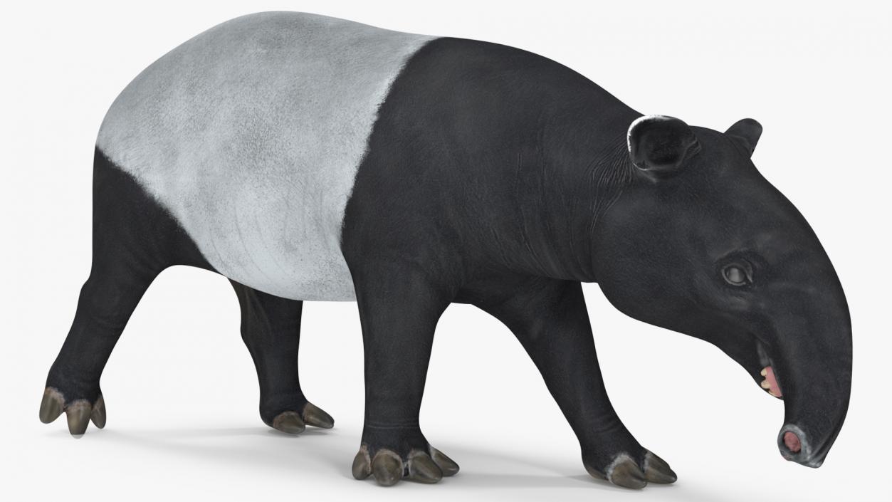 3D Tapir Rigged for Cinema 4D