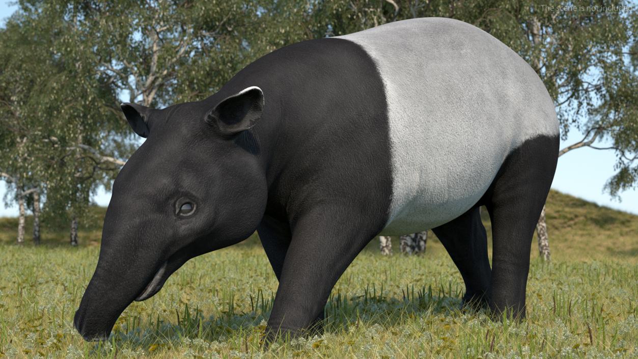 3D Tapir Rigged for Cinema 4D