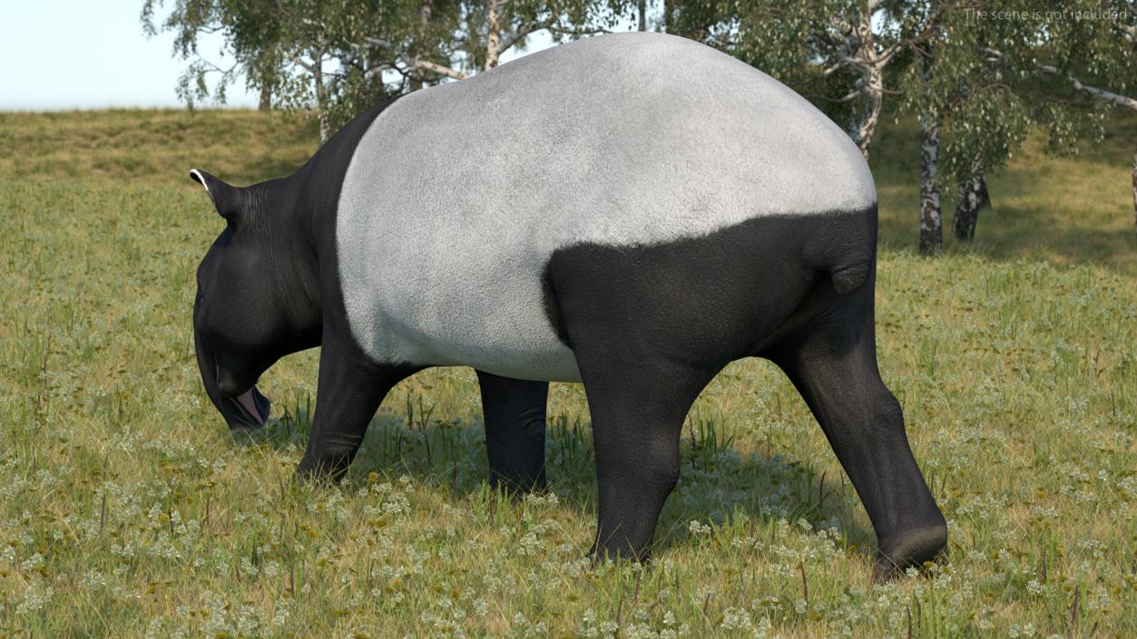 3D Tapir Rigged for Cinema 4D