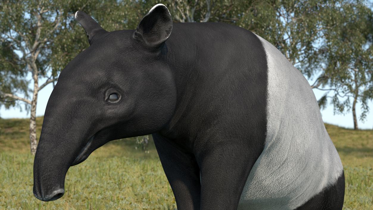 3D Tapir Rigged for Cinema 4D