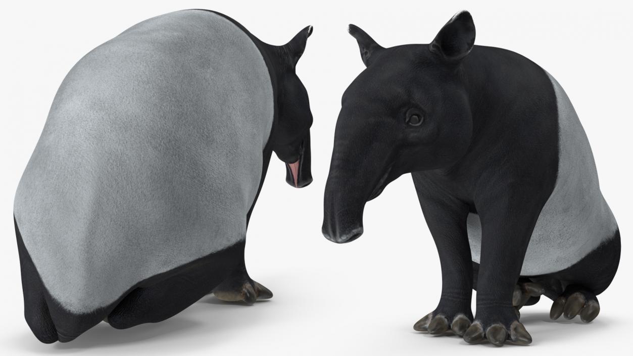 3D Tapir Rigged for Cinema 4D