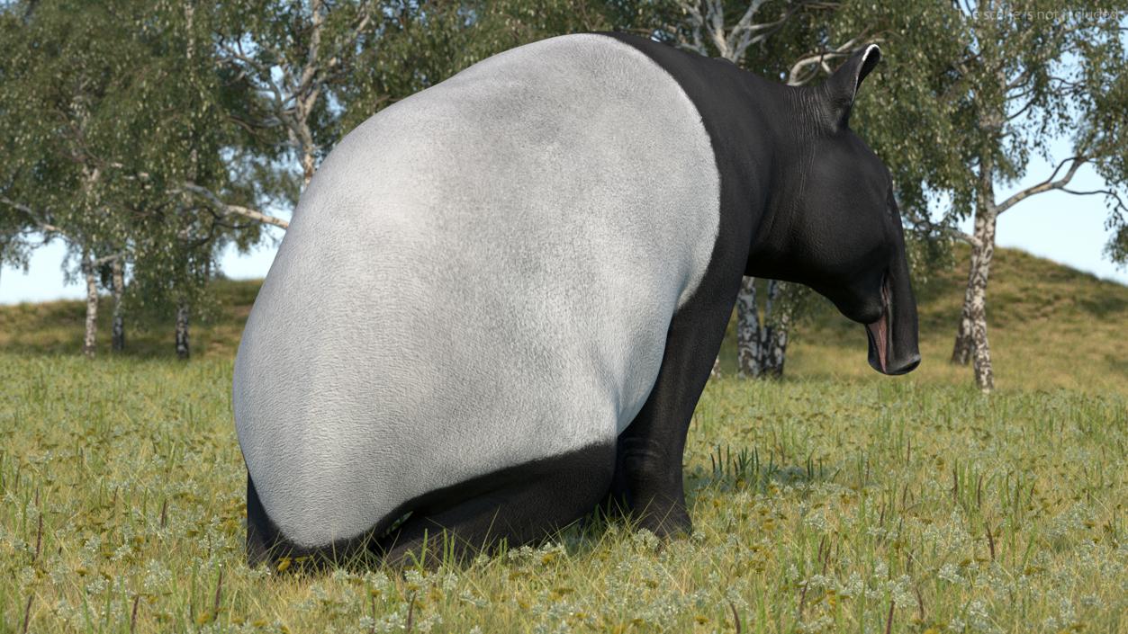 3D Tapir Rigged for Cinema 4D