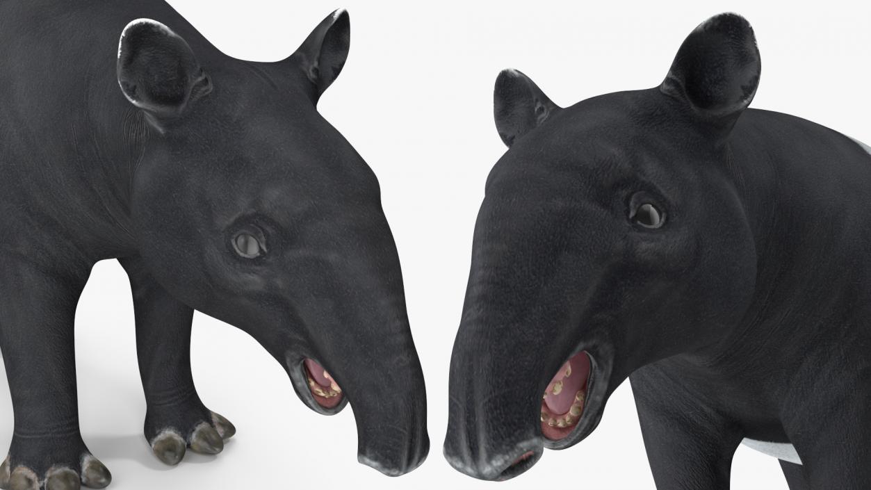 3D Tapir Rigged for Cinema 4D