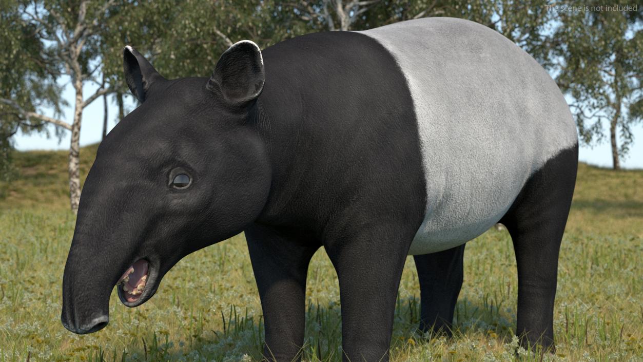 3D Tapir Rigged for Cinema 4D