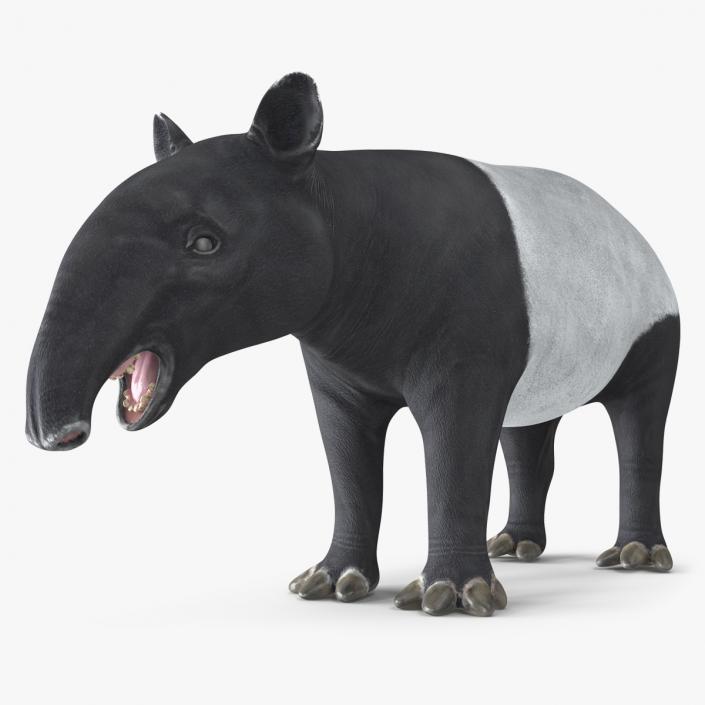 3D Tapir Rigged for Cinema 4D