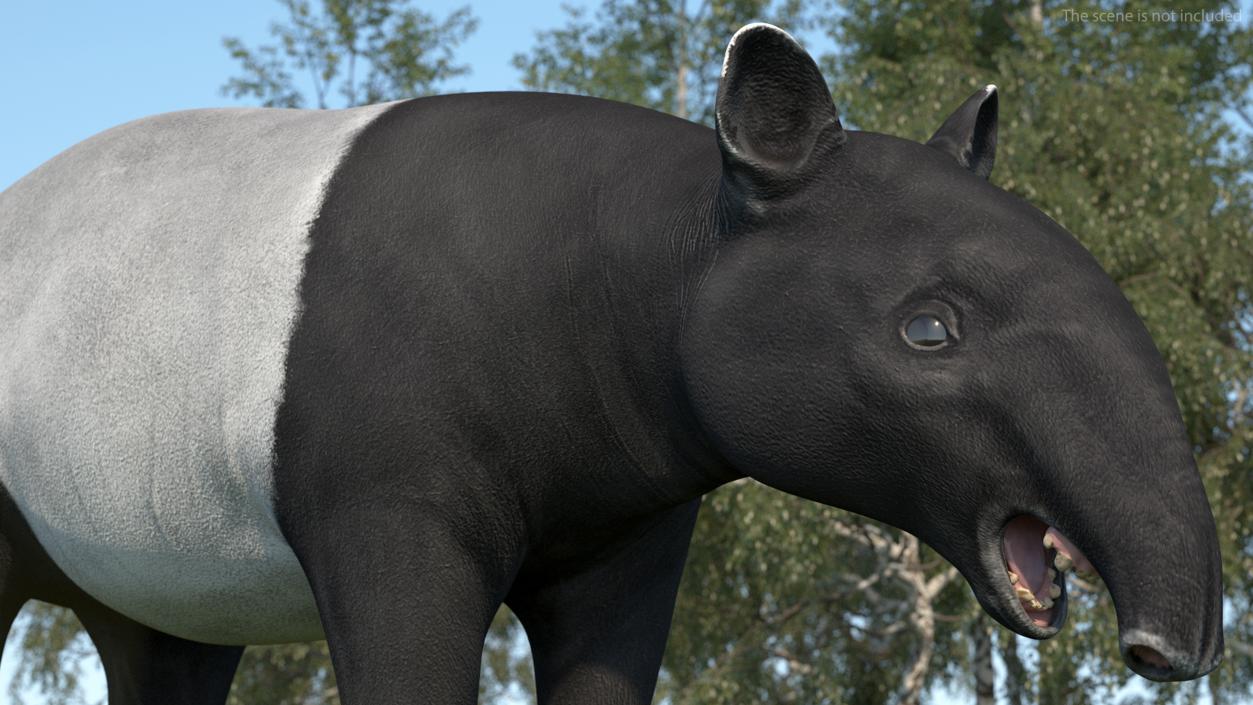 3D Tapir Rigged for Cinema 4D