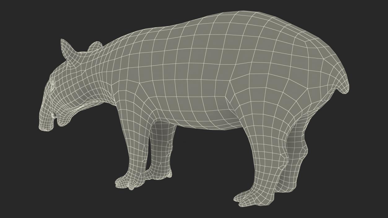 3D Tapir Rigged for Cinema 4D