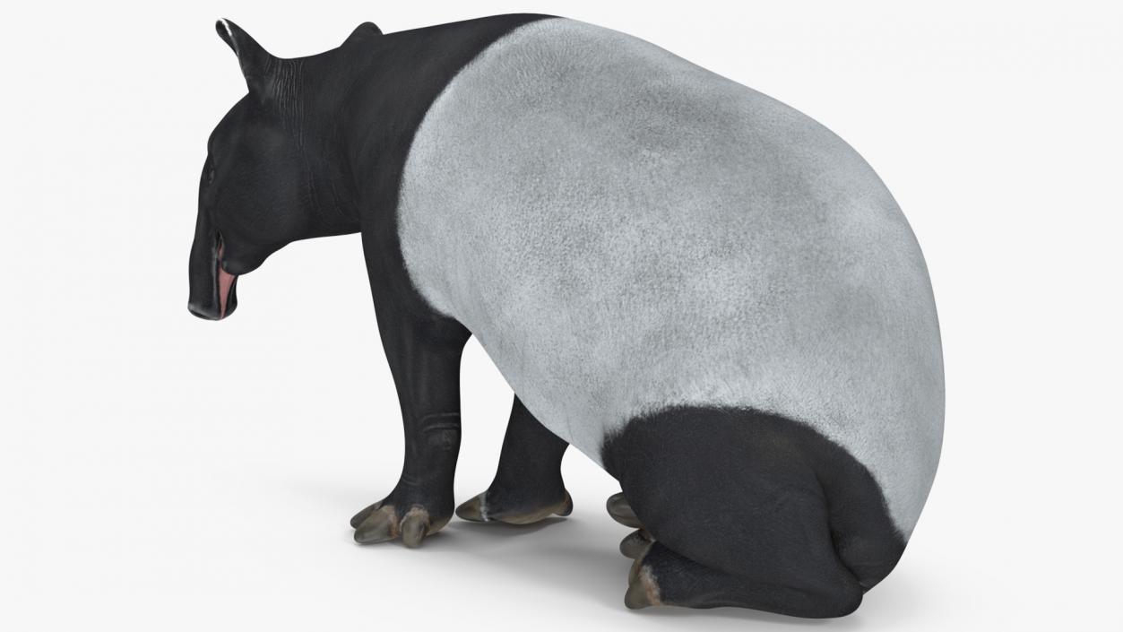 3D Tapir Rigged for Cinema 4D