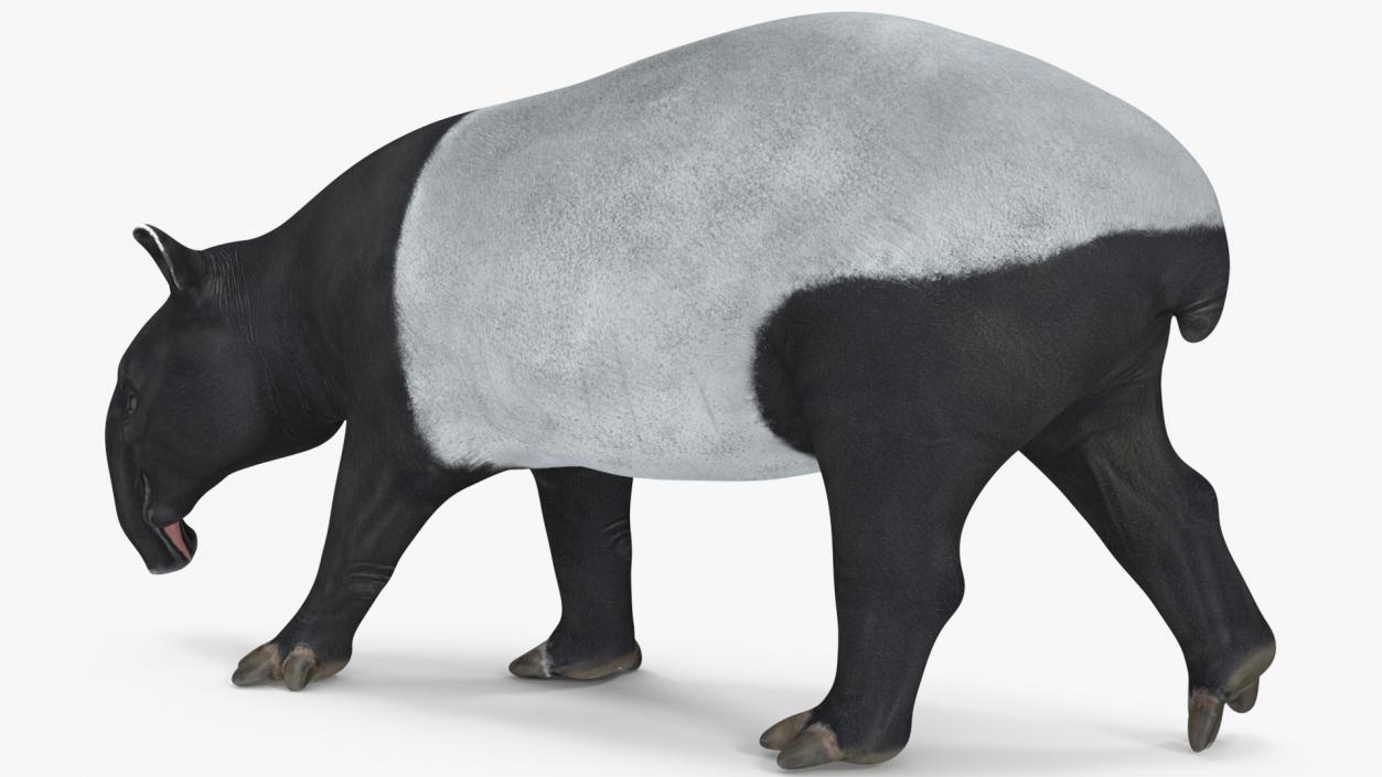 3D Tapir Rigged for Cinema 4D