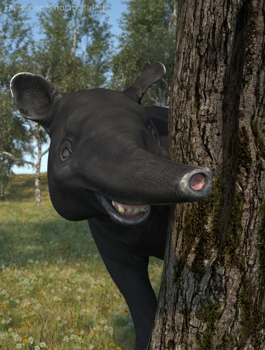 3D Tapir Rigged for Cinema 4D