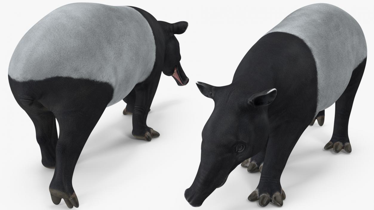 3D Tapir Rigged for Cinema 4D