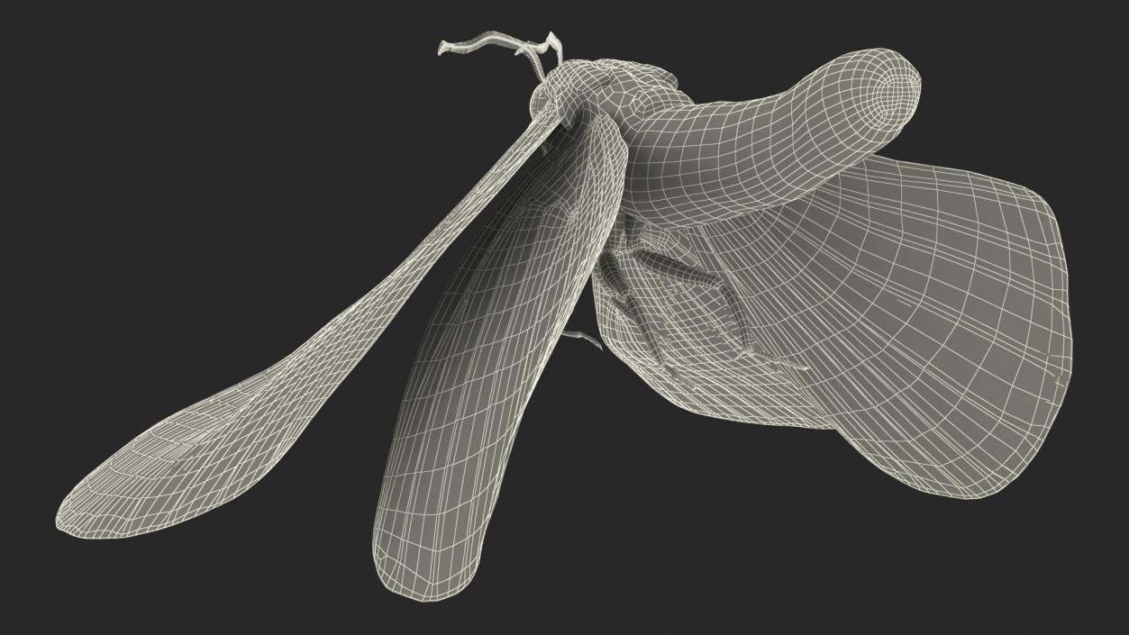 3D Animated Owl Moth Flight Rigged