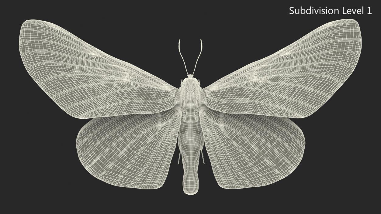 3D Animated Owl Moth Flight Rigged