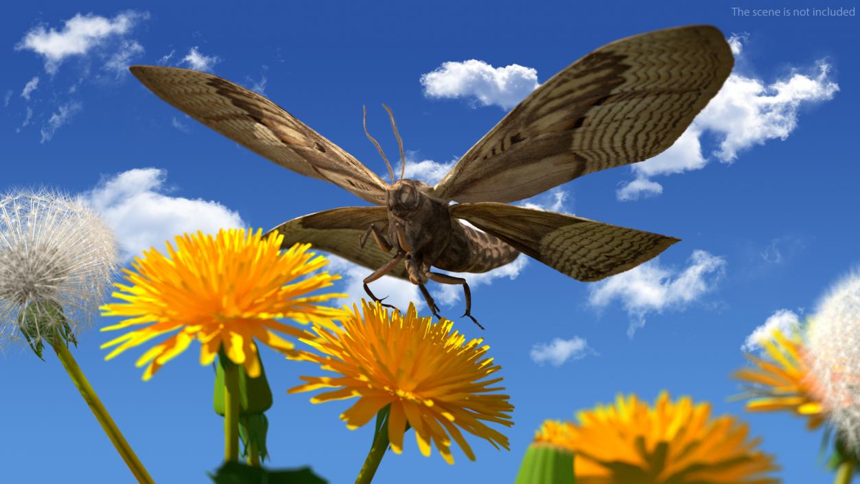 3D Animated Owl Moth Flight Rigged