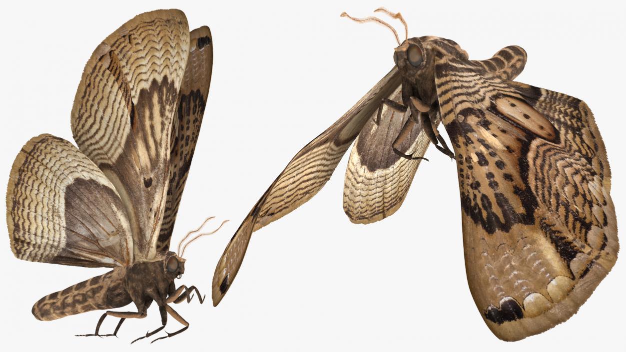 3D Animated Owl Moth Flight Rigged