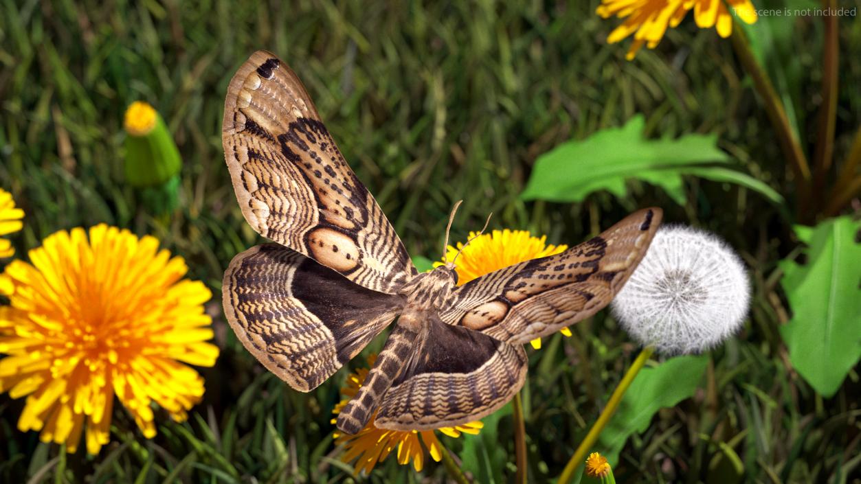 3D Animated Owl Moth Flight Rigged