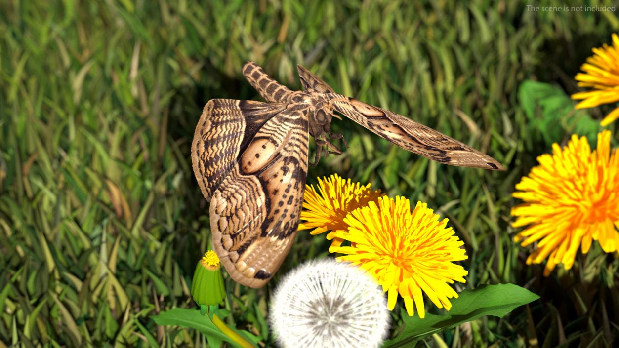 3D Animated Owl Moth Flight Rigged