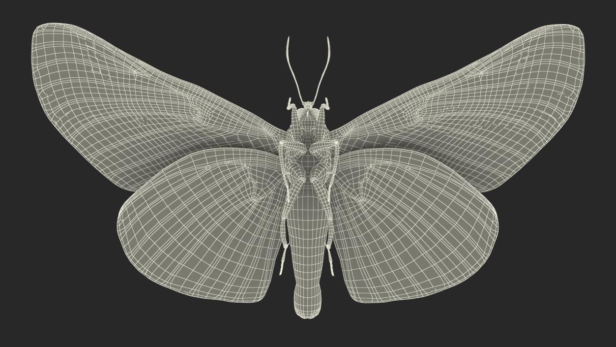 3D Animated Owl Moth Flight Rigged