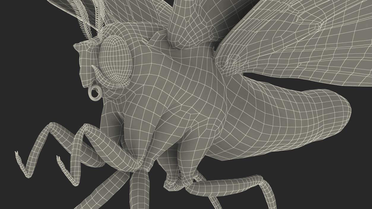 3D Animated Owl Moth Flight Rigged