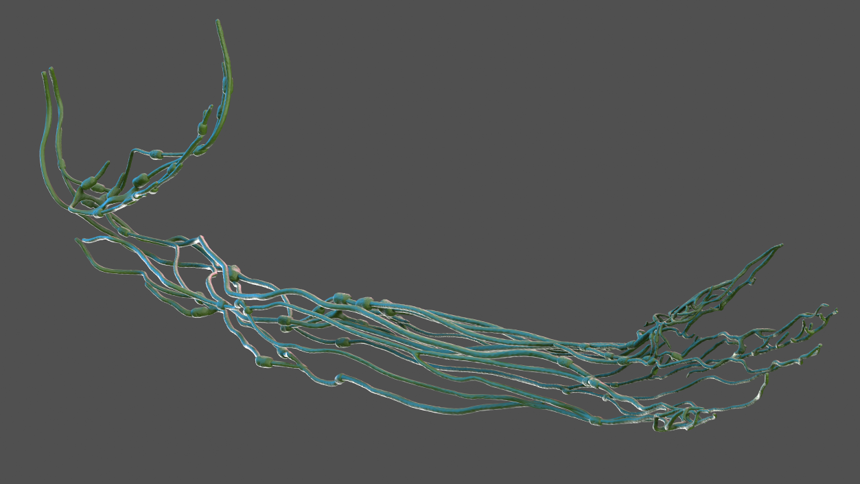 3D Human Arm Lymphatic System