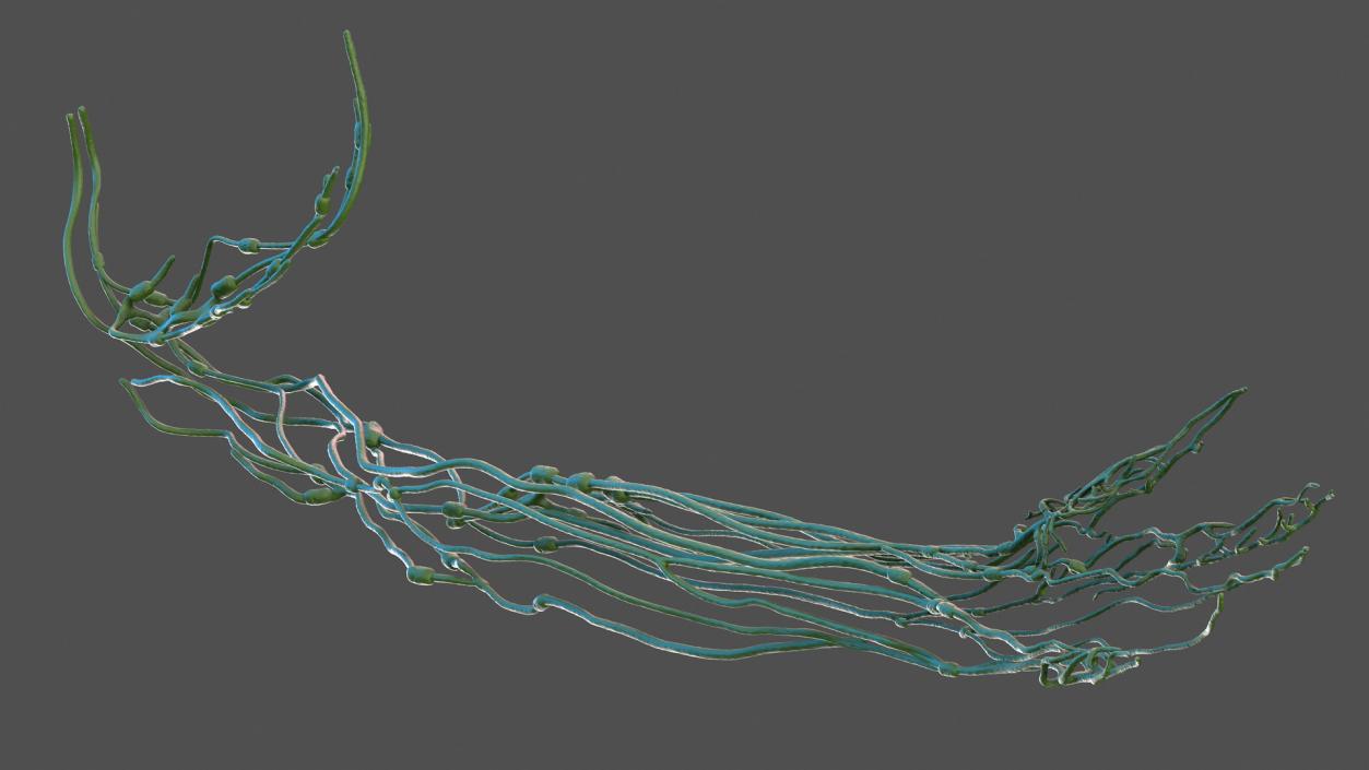 3D Human Arm Lymphatic System