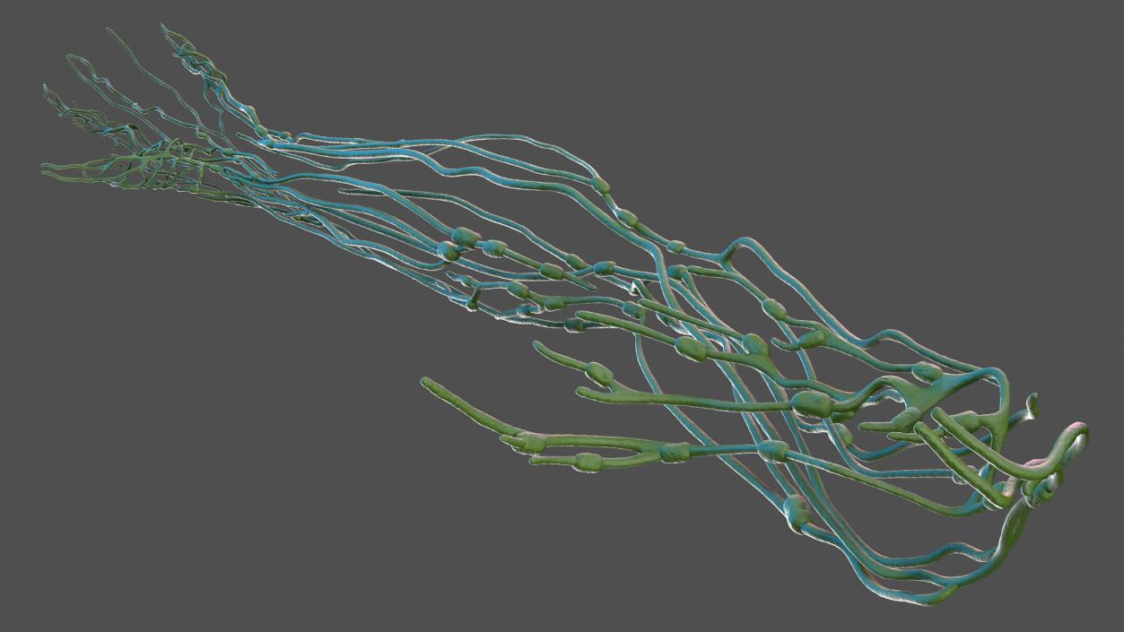 3D Human Arm Lymphatic System