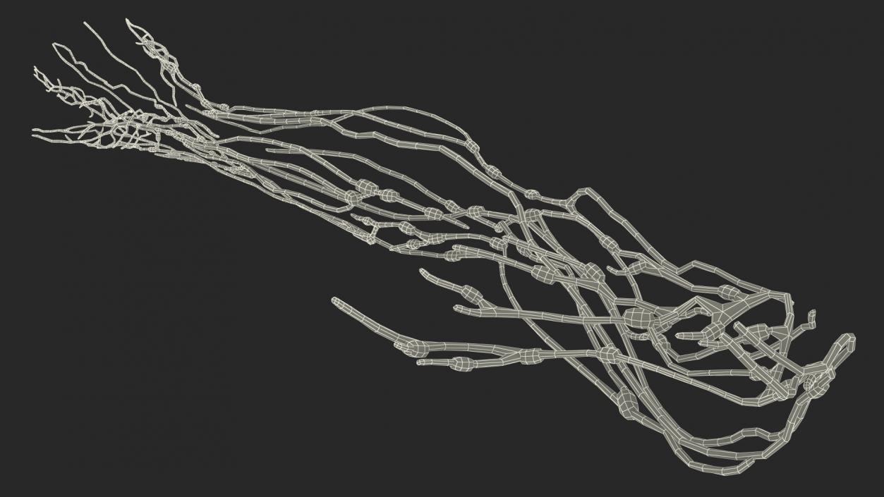 3D Human Arm Lymphatic System