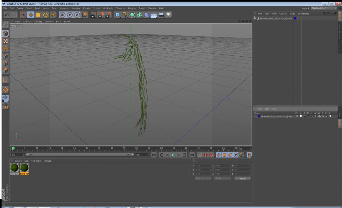 3D Human Arm Lymphatic System