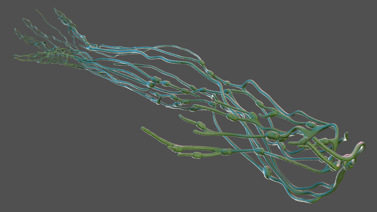 3D Human Arm Lymphatic System