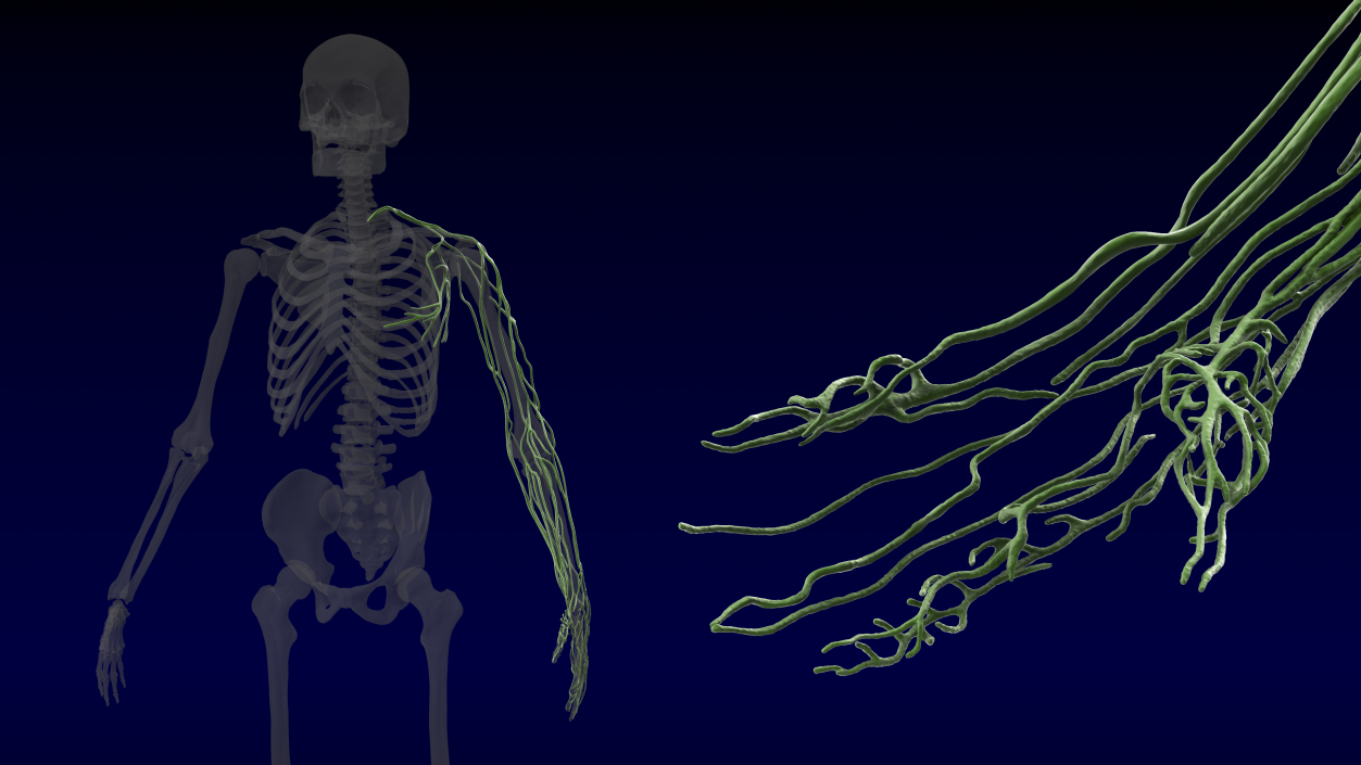 3D Human Arm Lymphatic System