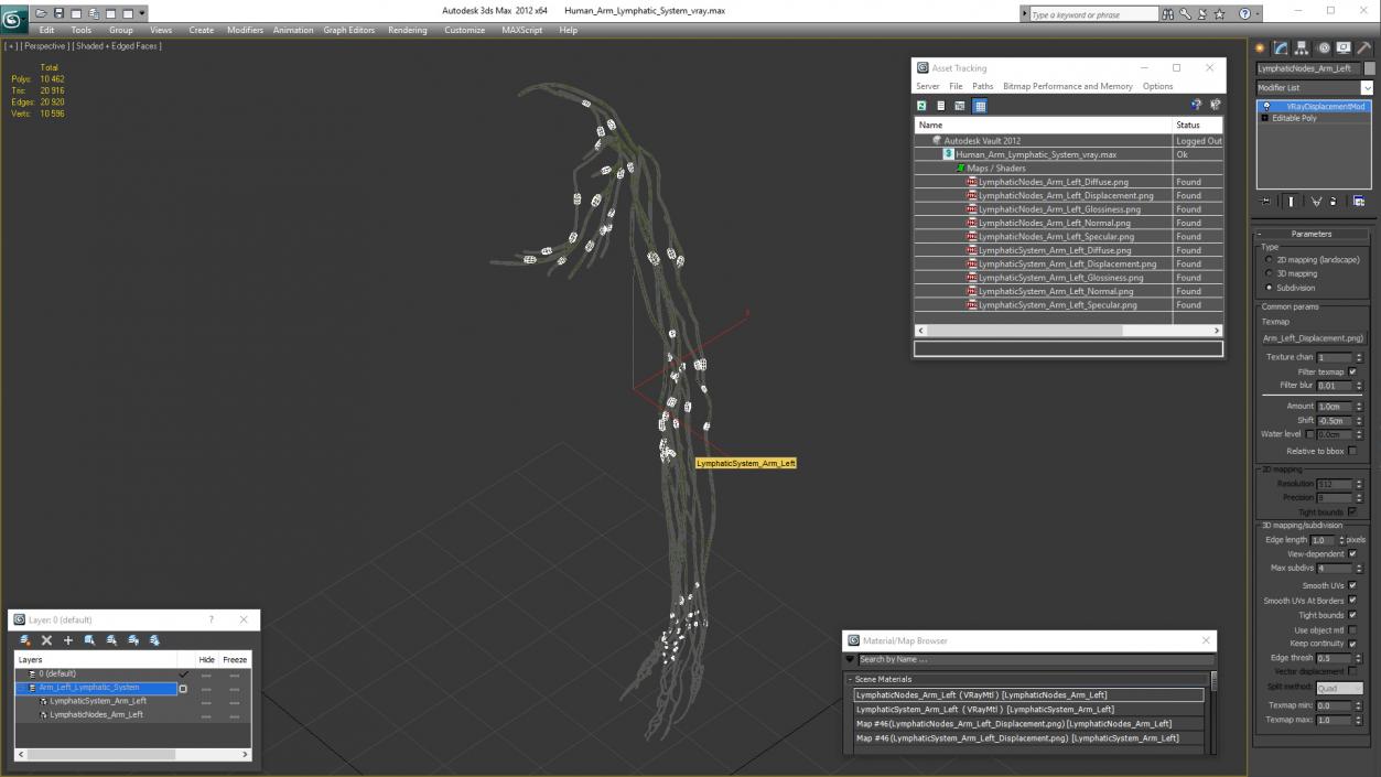 3D Human Arm Lymphatic System