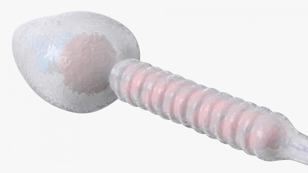 Human Sperm Cell Rigged for Cinema 4D 3D