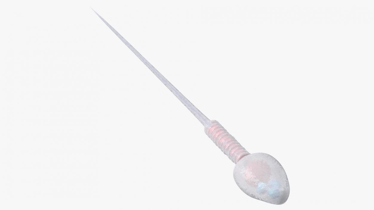 Human Sperm Cell Rigged for Cinema 4D 3D