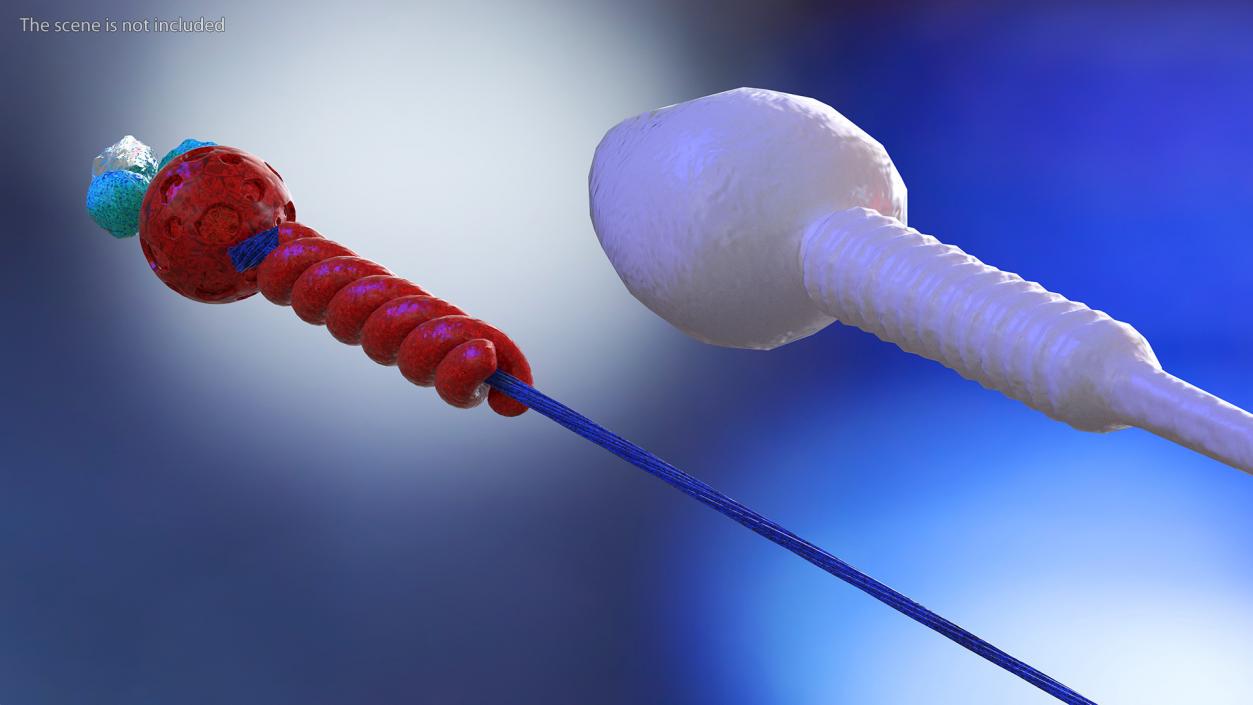 Human Sperm Cell Rigged for Maya 3D