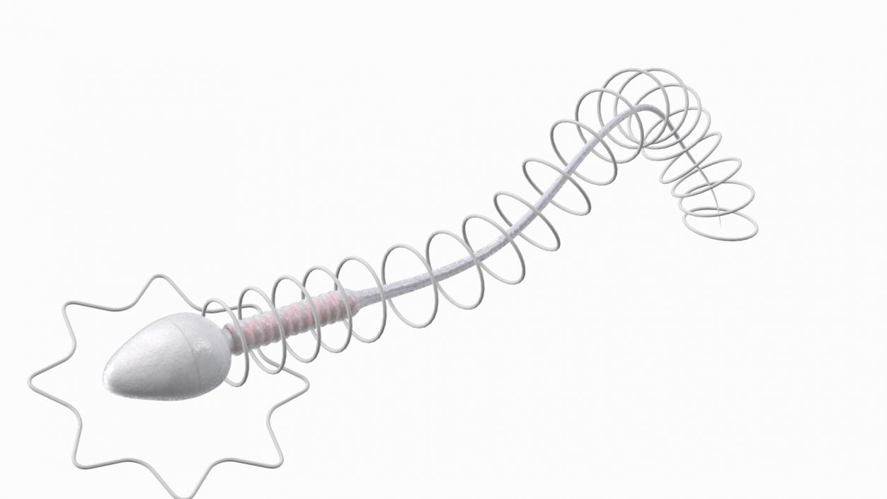 Human Sperm Cell Rigged for Cinema 4D 3D