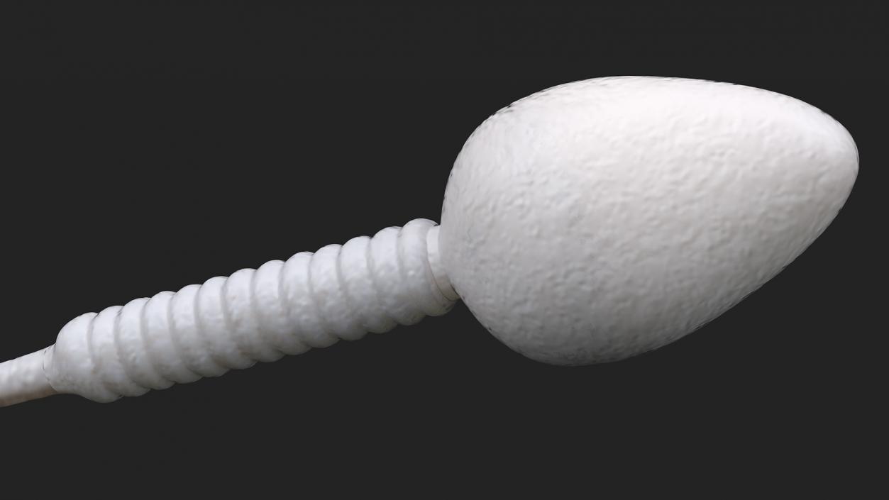 Human Sperm Cell Rigged for Maya 3D