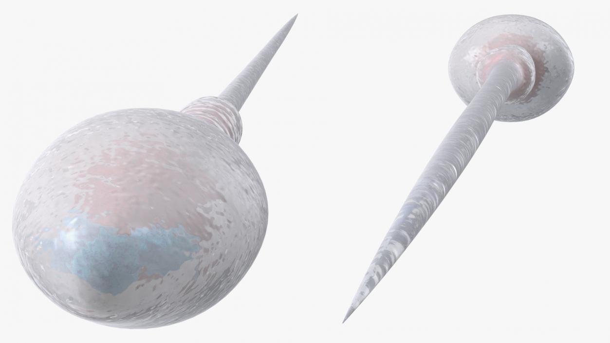 Human Sperm Cell Rigged for Cinema 4D 3D