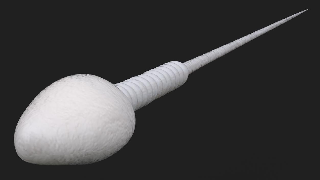 Human Sperm Cell Rigged for Cinema 4D 3D