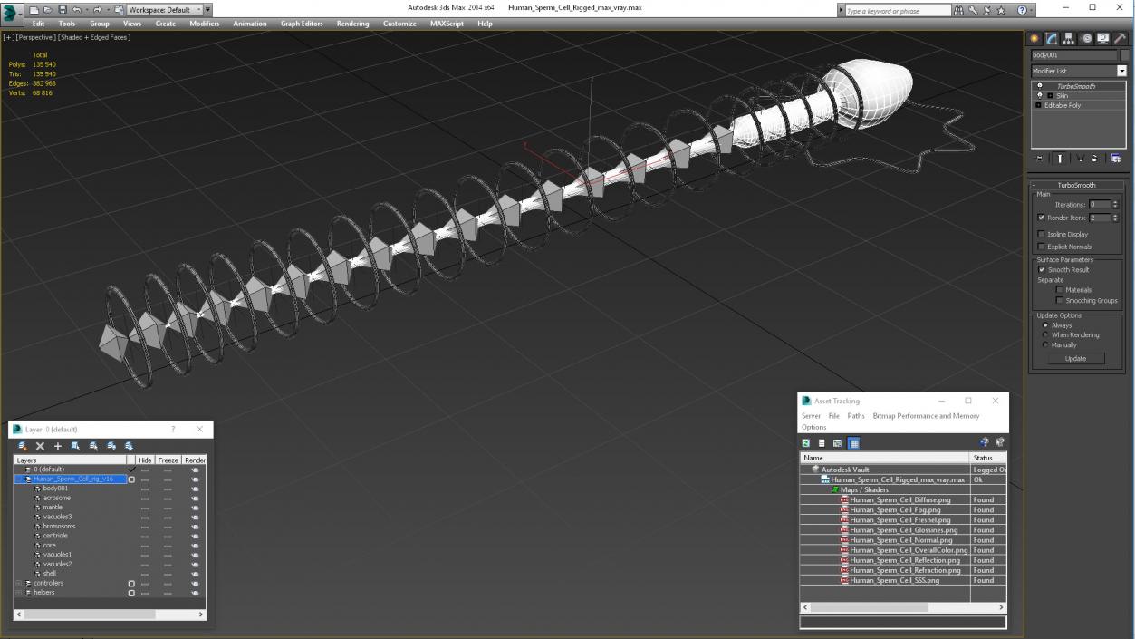 Human Sperm Cell Rigged for Maya 3D