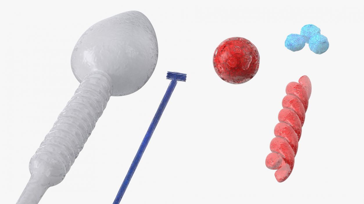 Human Sperm Cell Rigged for Cinema 4D 3D