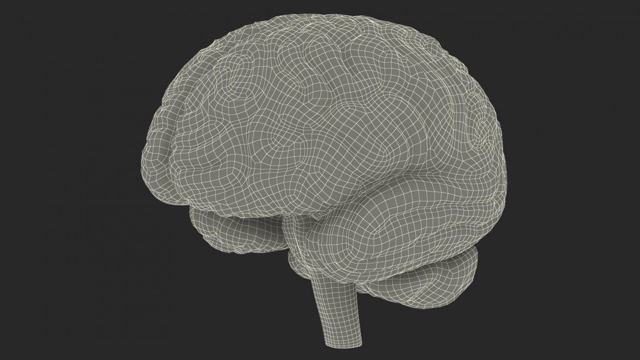 Human Brain Plastic 3D model