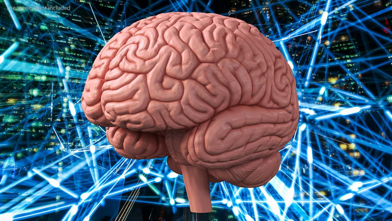 Human Brain Plastic 3D model