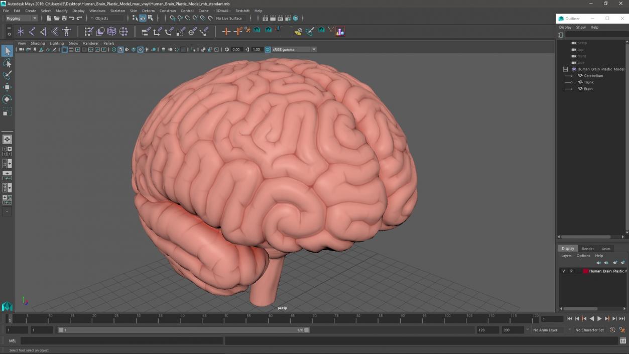 Human Brain Plastic 3D model