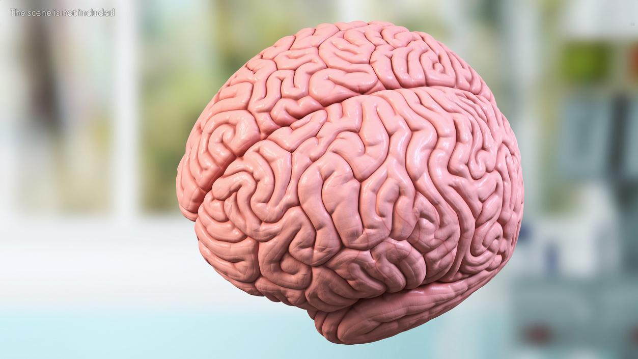 Human Brain Plastic 3D model