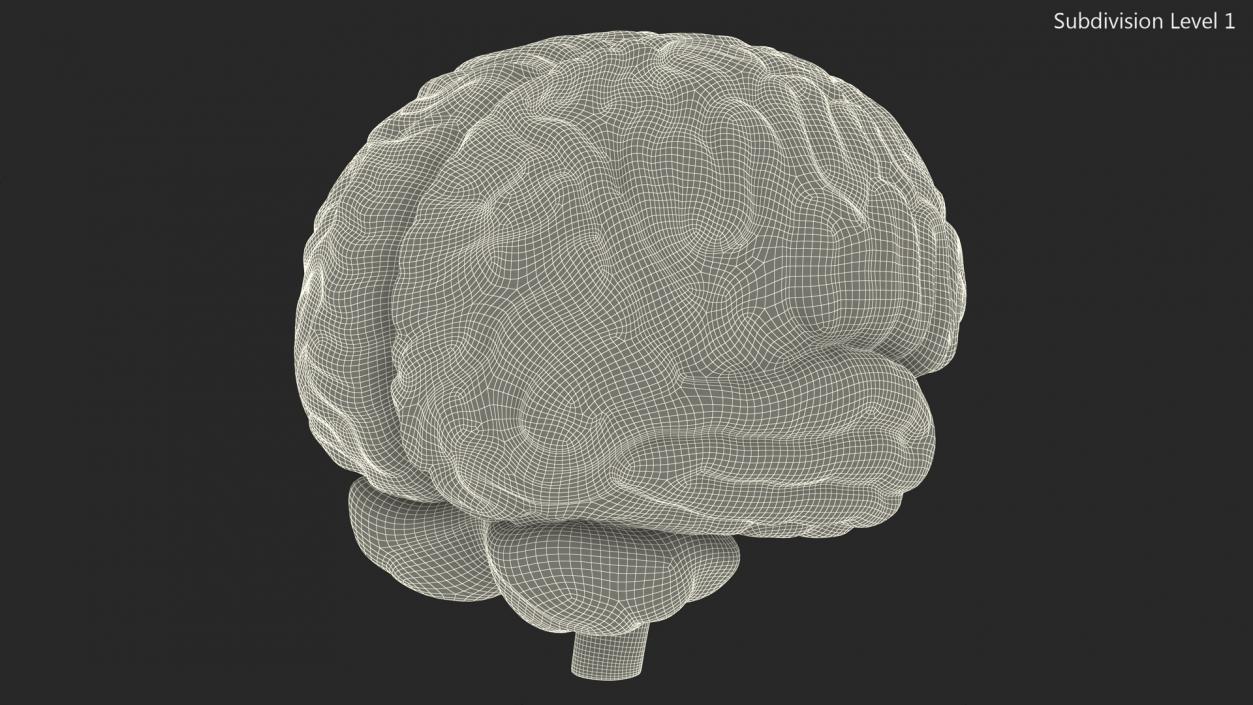 Human Brain Plastic 3D model