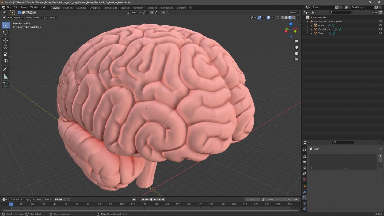 Human Brain Plastic 3D model