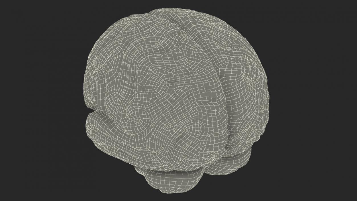 Human Brain Plastic 3D model