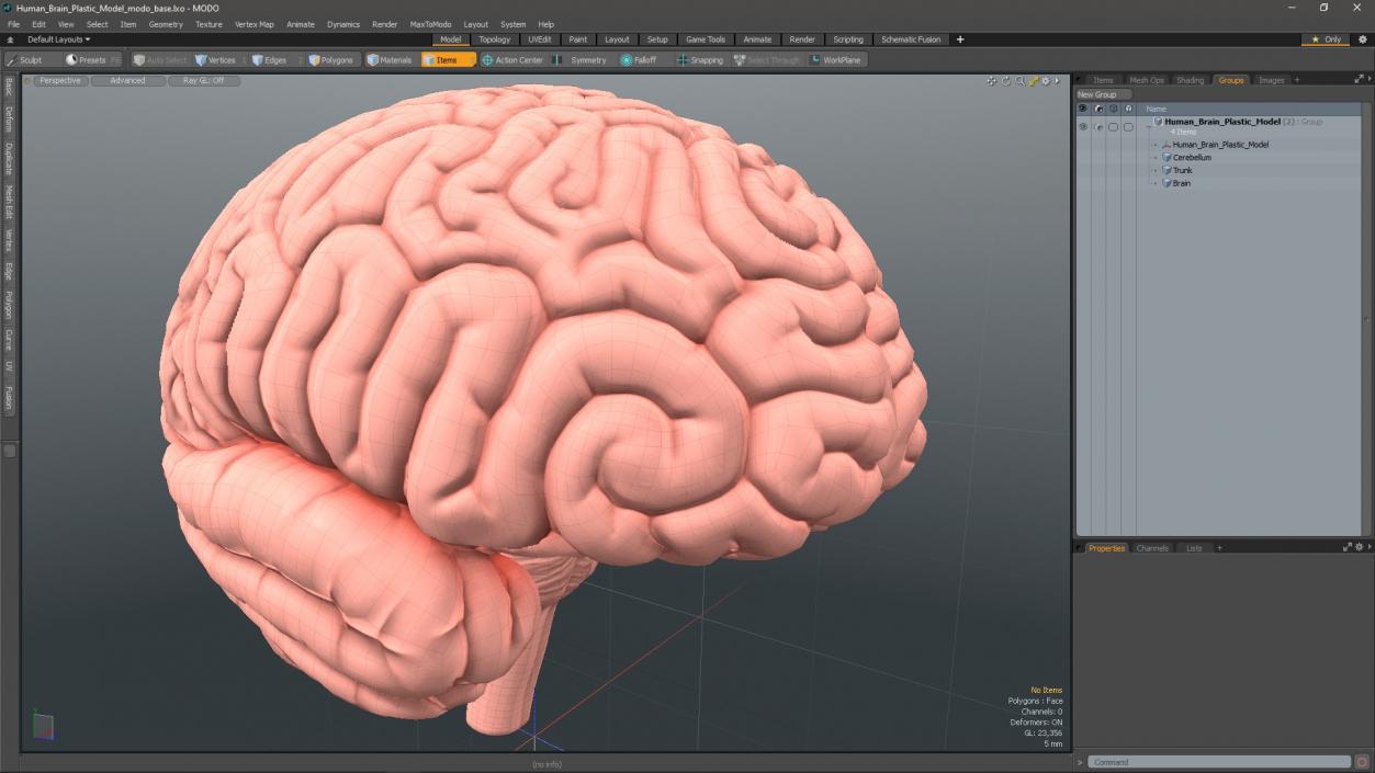 Human Brain Plastic 3D model