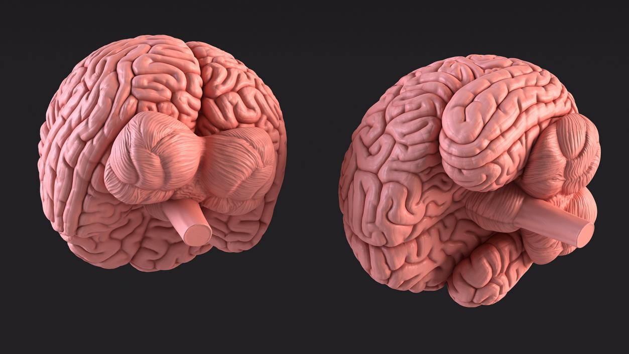 Human Brain Plastic 3D model