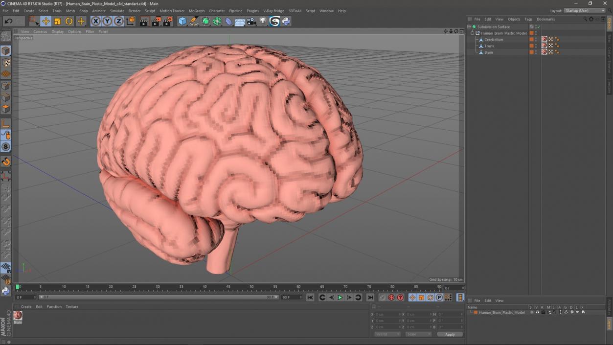 Human Brain Plastic 3D model